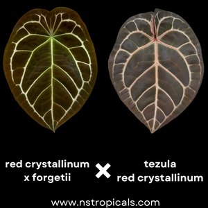 Anthurium (red crystallinum x forgetii) x tezula red crystallinum- germinated seeds