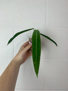 B61-3638- anthurium warocqueanum