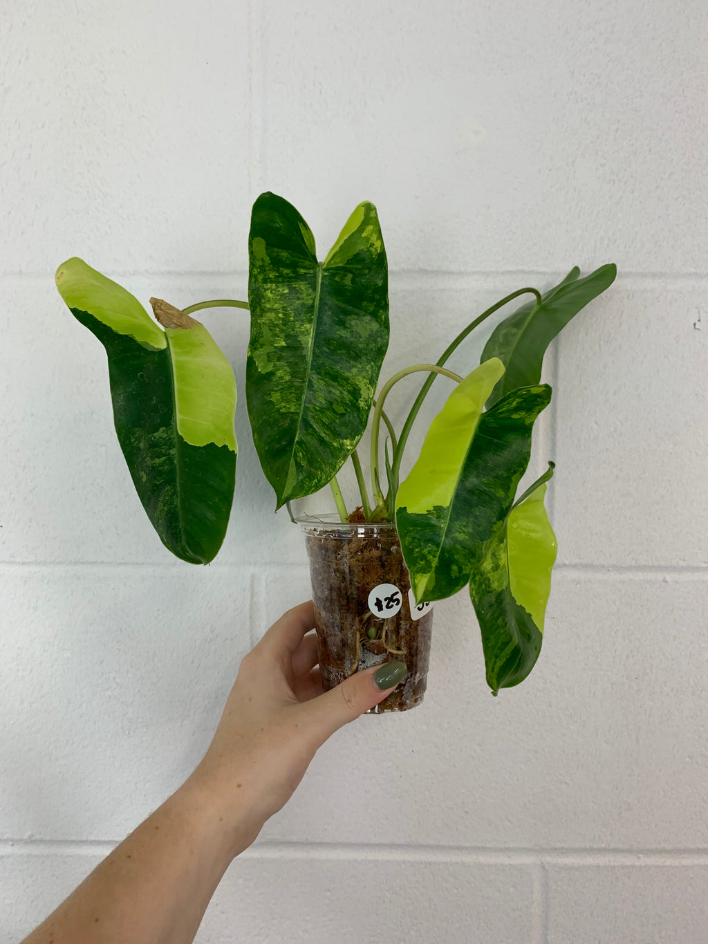 B81- 3942- philodendron Burle Marx variegated