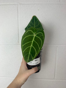 B26- 4149- anthurium regale