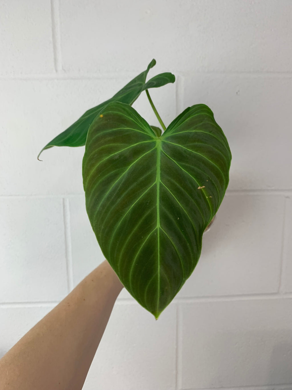 B37-0274- philodendron splendid