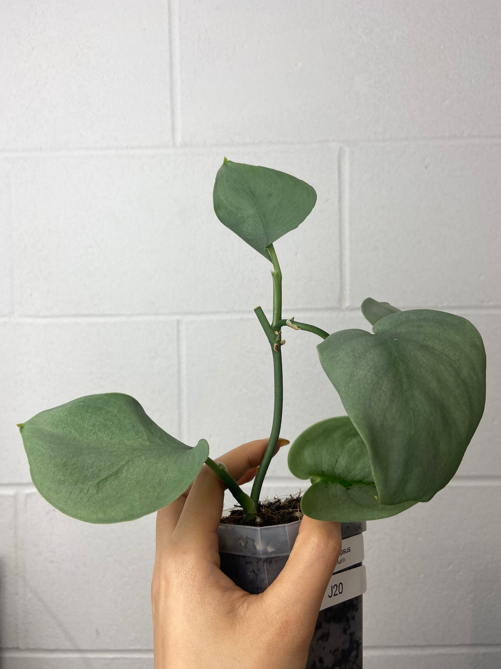 B16-J20- scindapsus platinum- mid cut