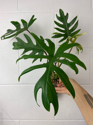 FS-0091- Philodendron mayoi