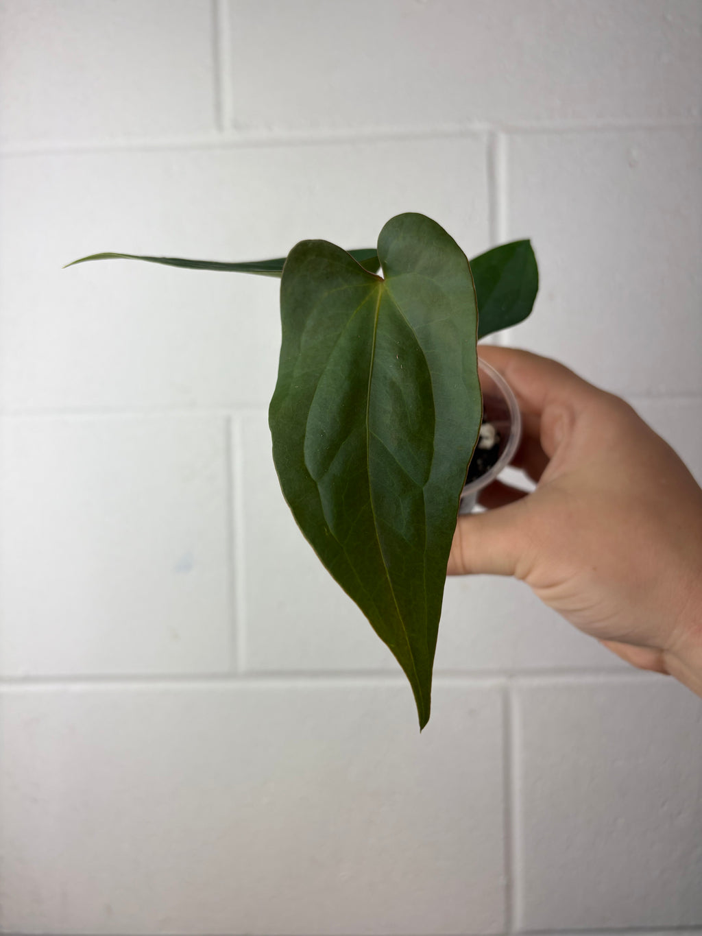 B61-1303- anthurium papillilaminum gy x nigrolaminum ‘napo’