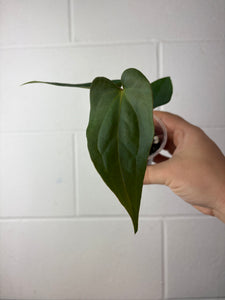 B61-1303- anthurium papillilaminum gy x nigrolaminum ‘napo’