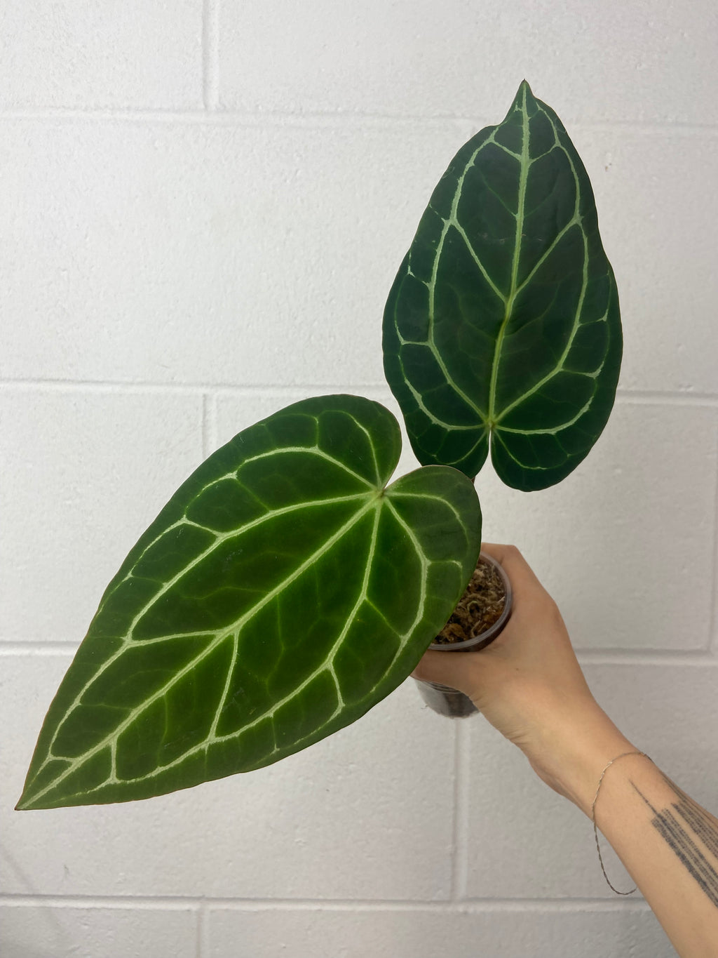 B23-0795-anthurium crystallinum black