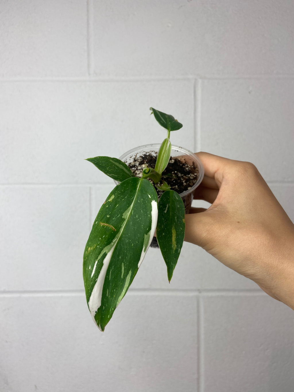 B55-6278- philodendron white wizard