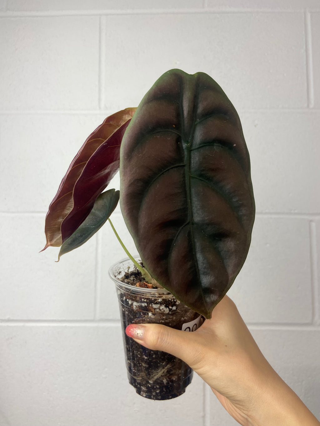 B83-0943- alocasia cuprea