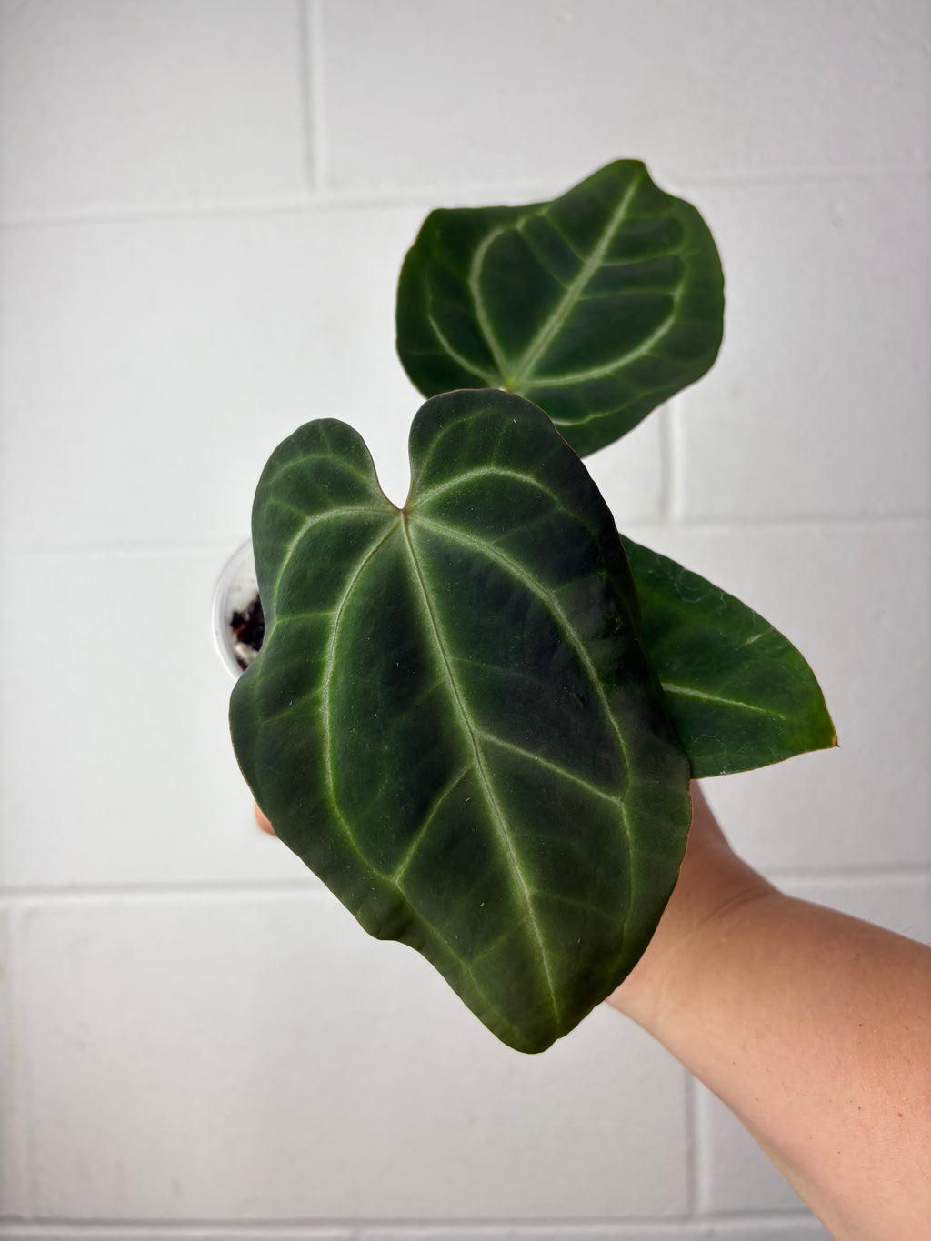 B57-1219- anthurium Besseae aff