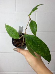 B77-0853-Hoya sp Germany