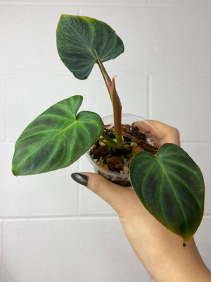 B70-0776- philodendron verrucosum