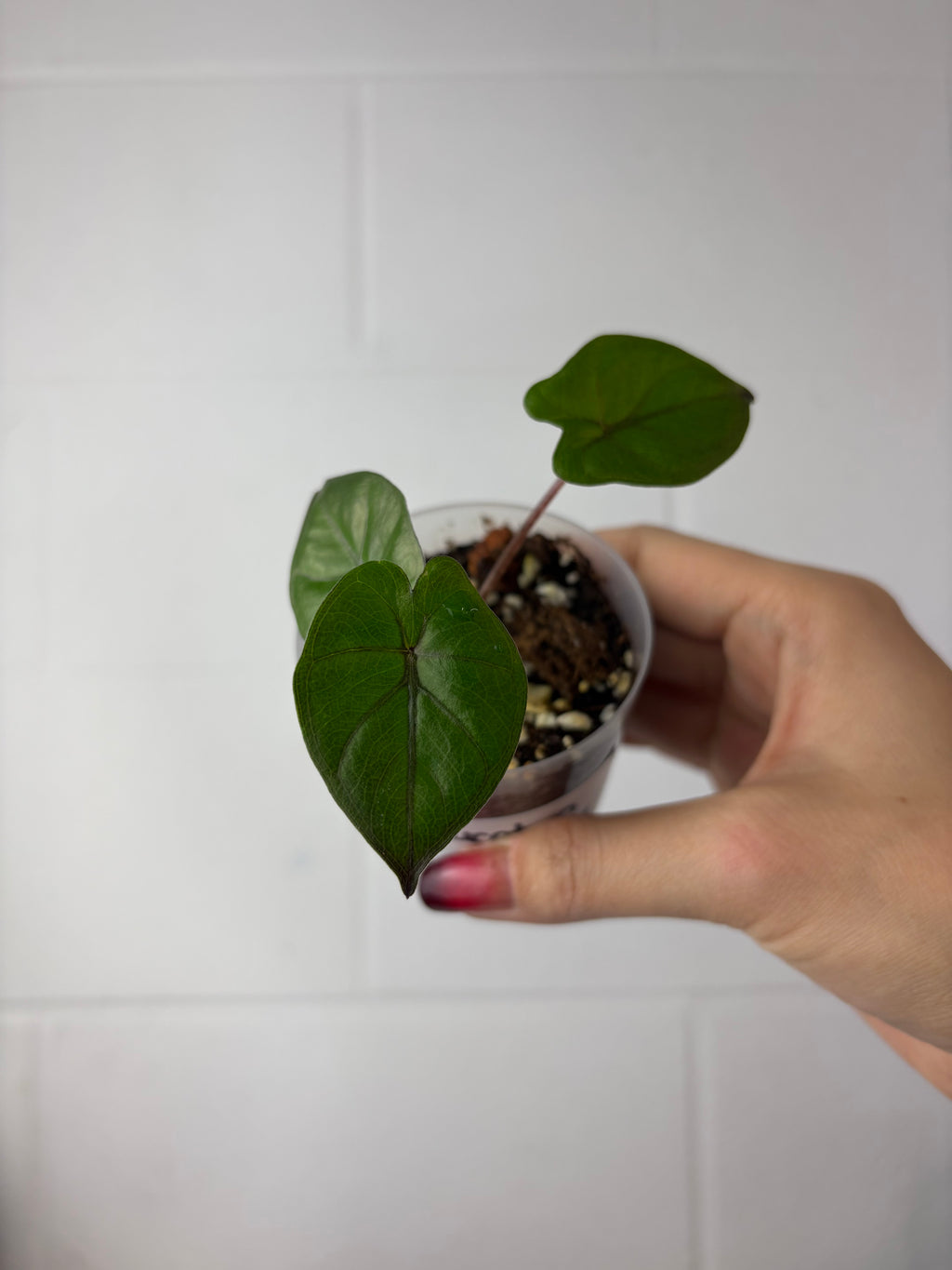 B91-1542- alocasia Yucatan Princess