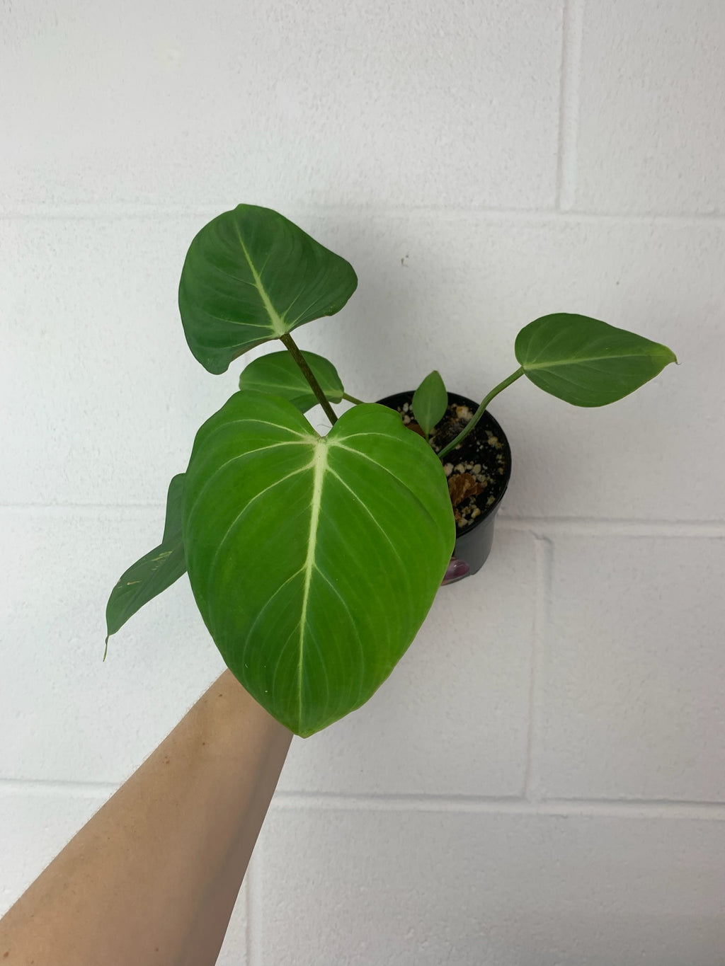 B60-3594-philodendron Gloriosum