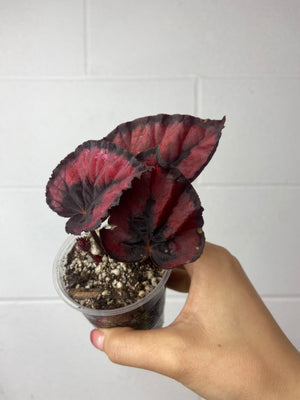 B52-6225- begonia Rex ‘red kiss’
