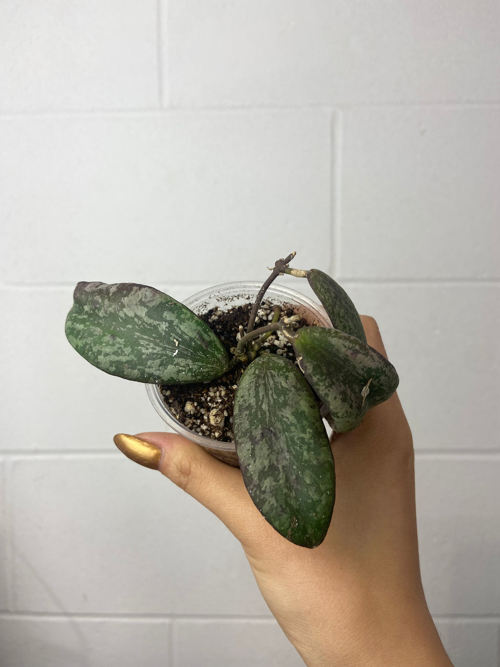 B18-5034- Hoya sigillatis borneo