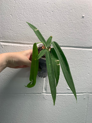 B31- 4155- Anthurium pallidiflorum