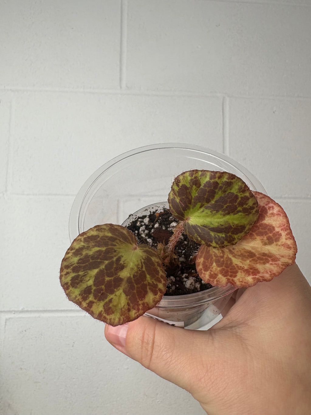 B92–1504- begonia cheetah