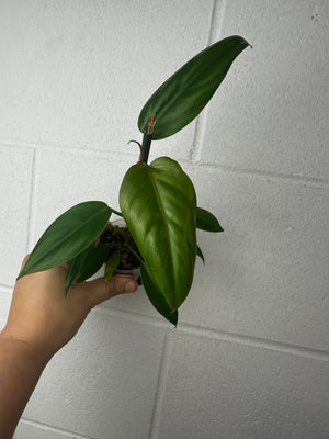 B63-3694-philodendron mexicanum