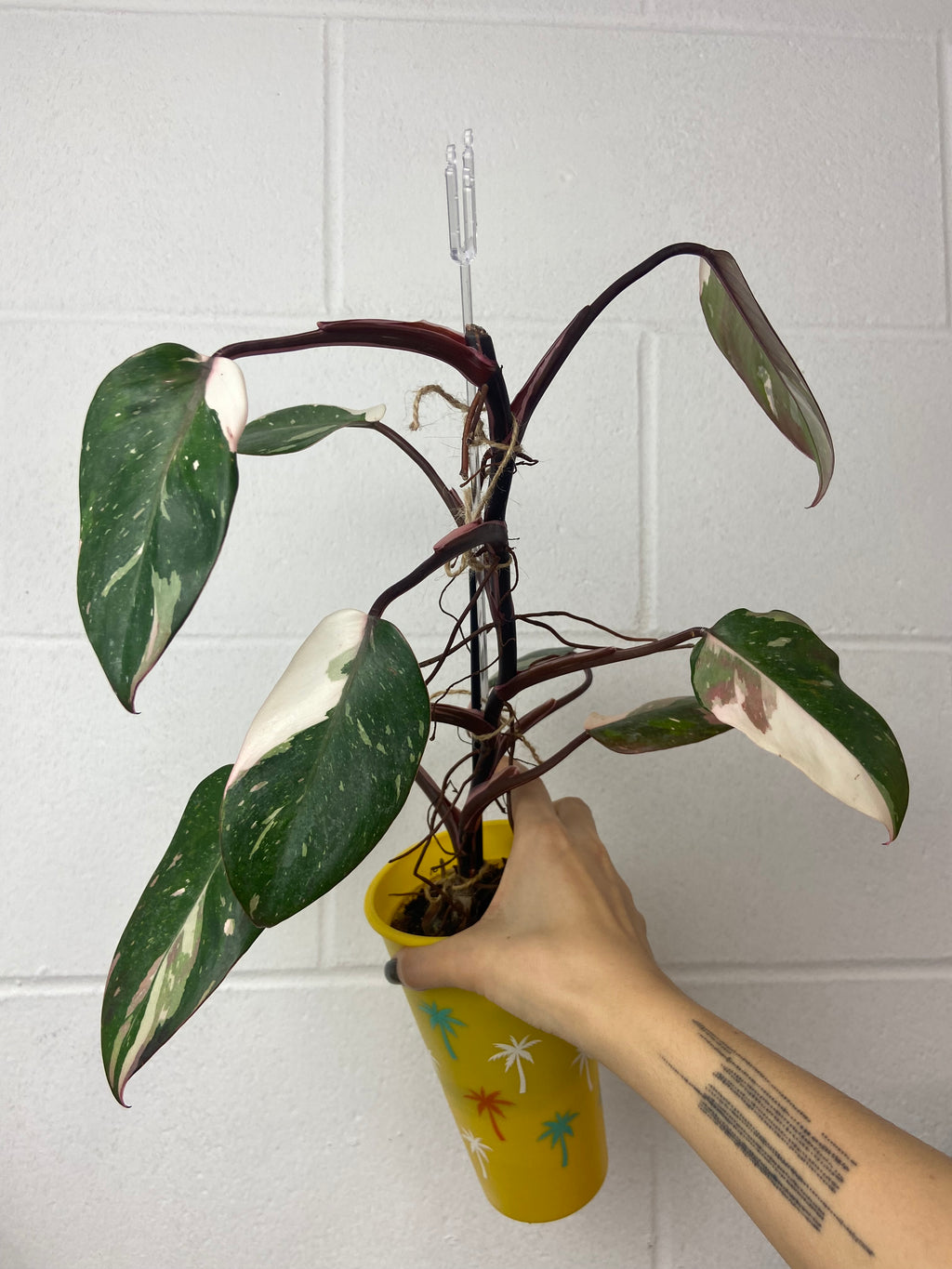 B72-Y49- philodendron red Anderson - bottom cut