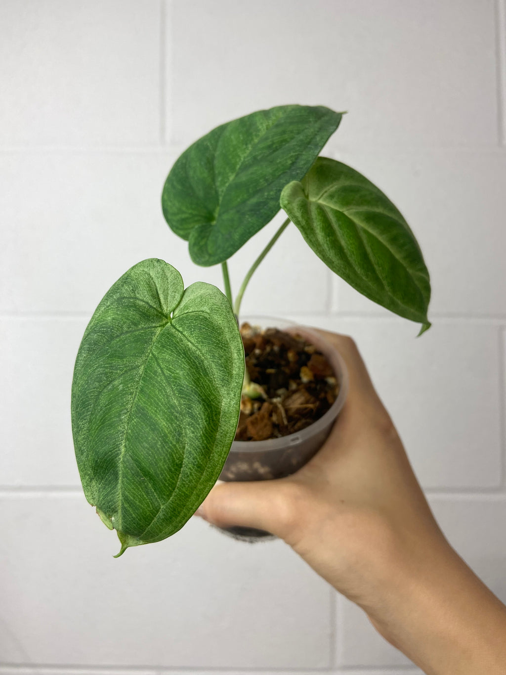 B87-1023- Syngonium chiapense ‘frosted heart’