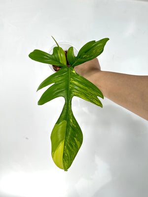 Philodendron florida beauty- 72 (B11)