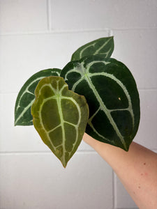 B61-1291-anthurium forgetii silver