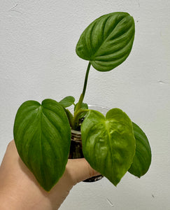 B69-3808- philodendron Mamei silver