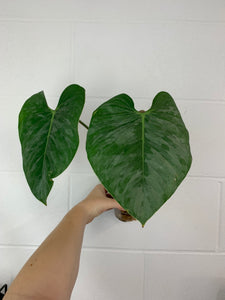 B85- 3975- philodendron Sodiroi