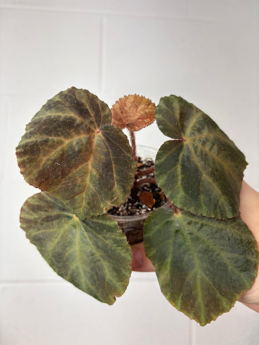 B90-1526- begonia cobra silver