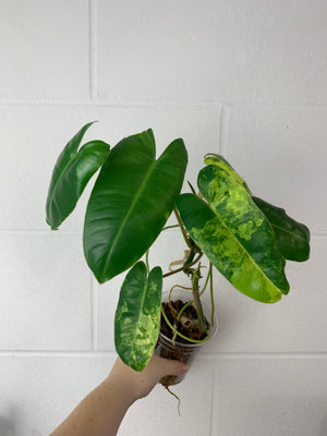 B07-0409- philodendron Burle Marx variegated