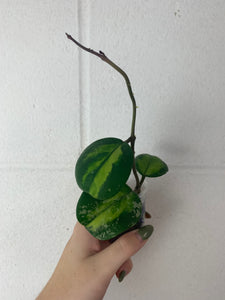 B29- H6- Hoya Obovata variegated splash