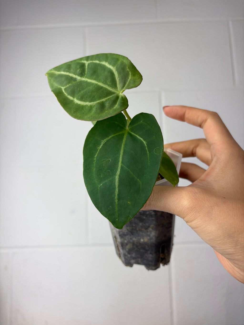 B40-9841- anthurium forgetii x SKG silver