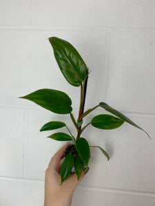 B79- 3899- philodendron mexicanum