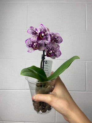 B86-1005- phalenopsis (purple spot)