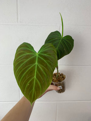 B37-0279- philodendron splendid