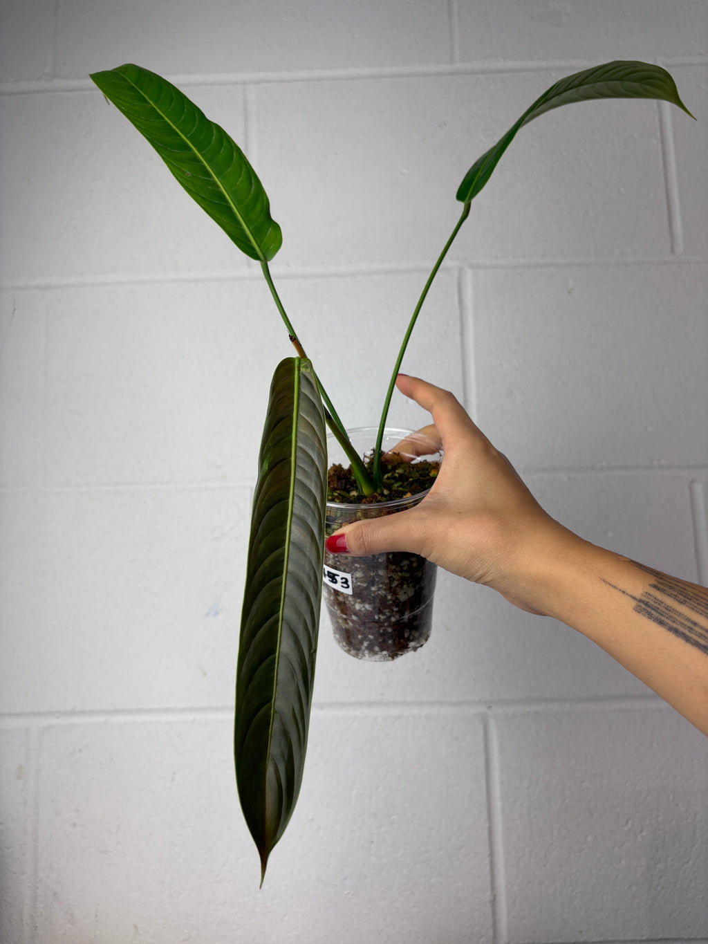 B45-1453- philodendron heterocraspedon