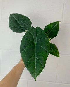 B59-3567- alocasia maharani