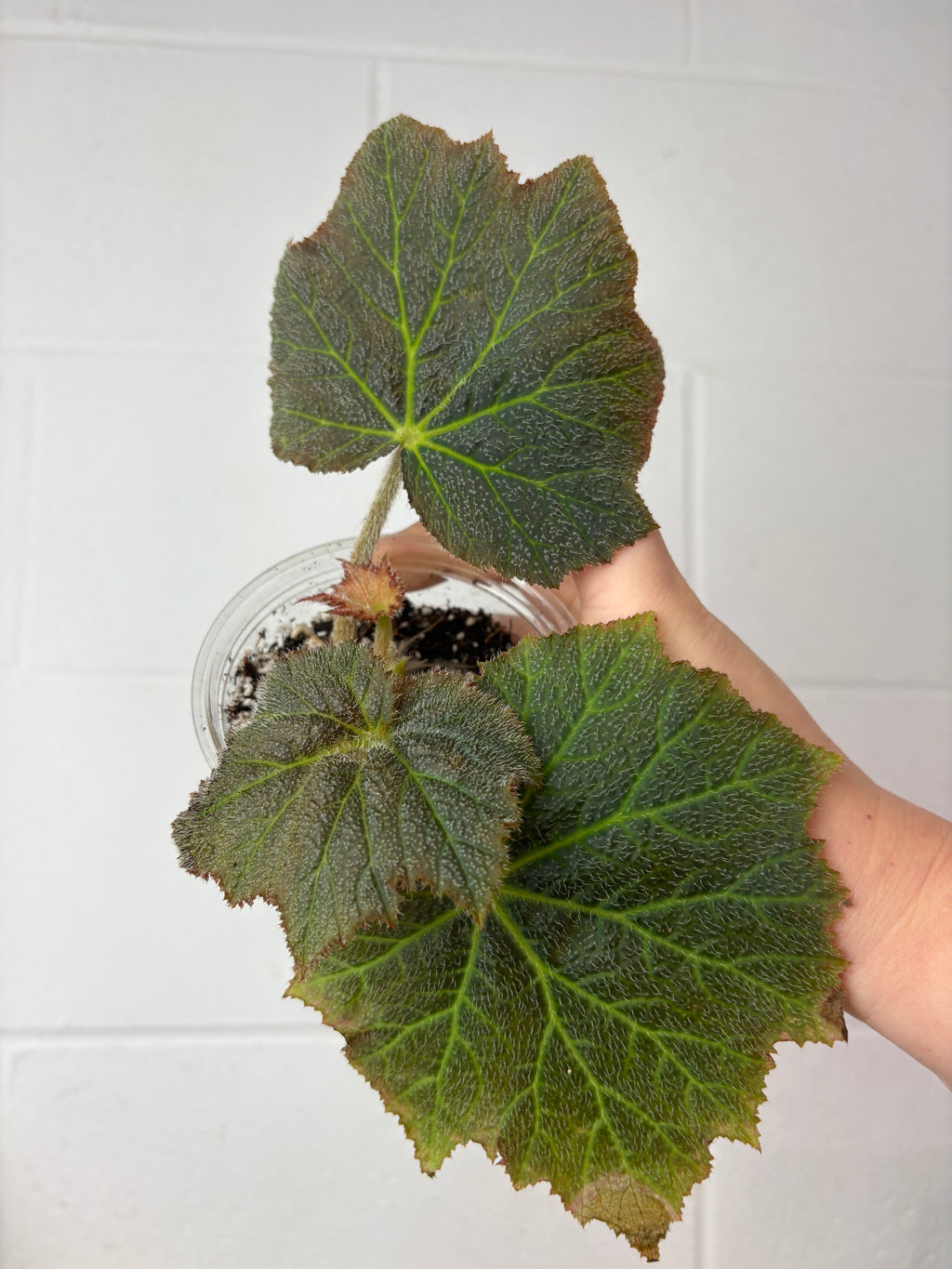 B90-1531- begonia speculata