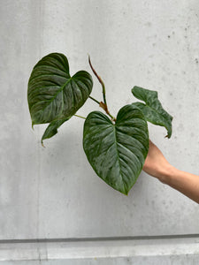 Philodendron majestic -2 (11)