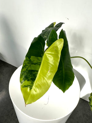 Philodendron burle marx variegated -139 (B11)