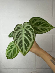 B51-3870- anthurium silver blush