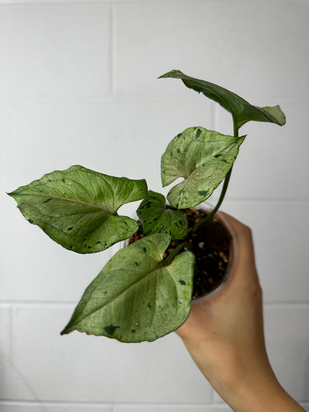 B51-0531- Syngonium green spot