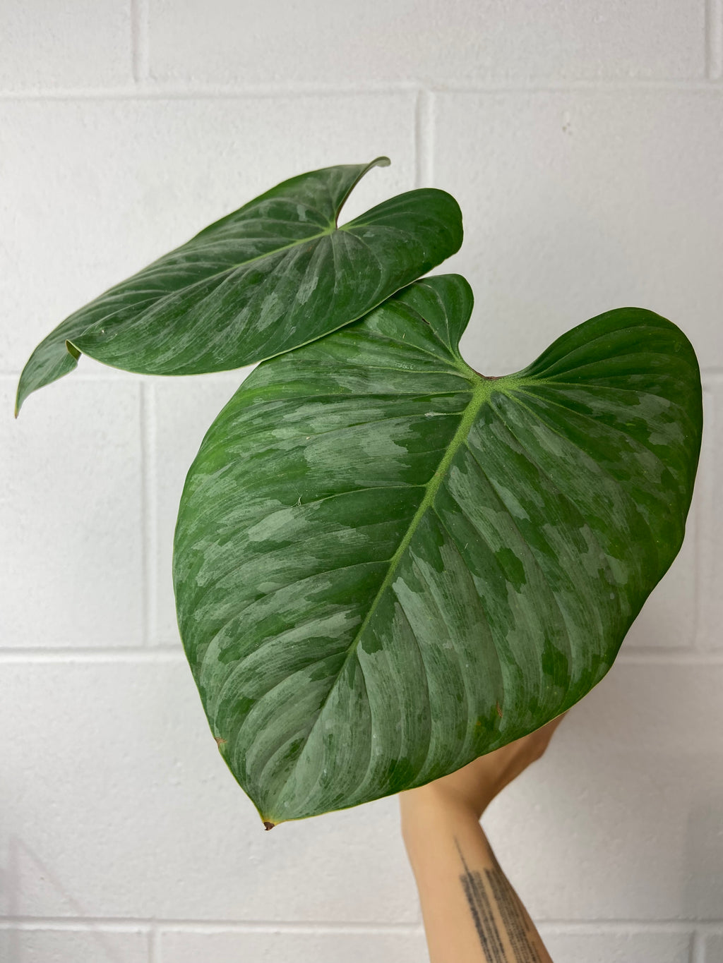 B85-3975- Philodendron sodiroi