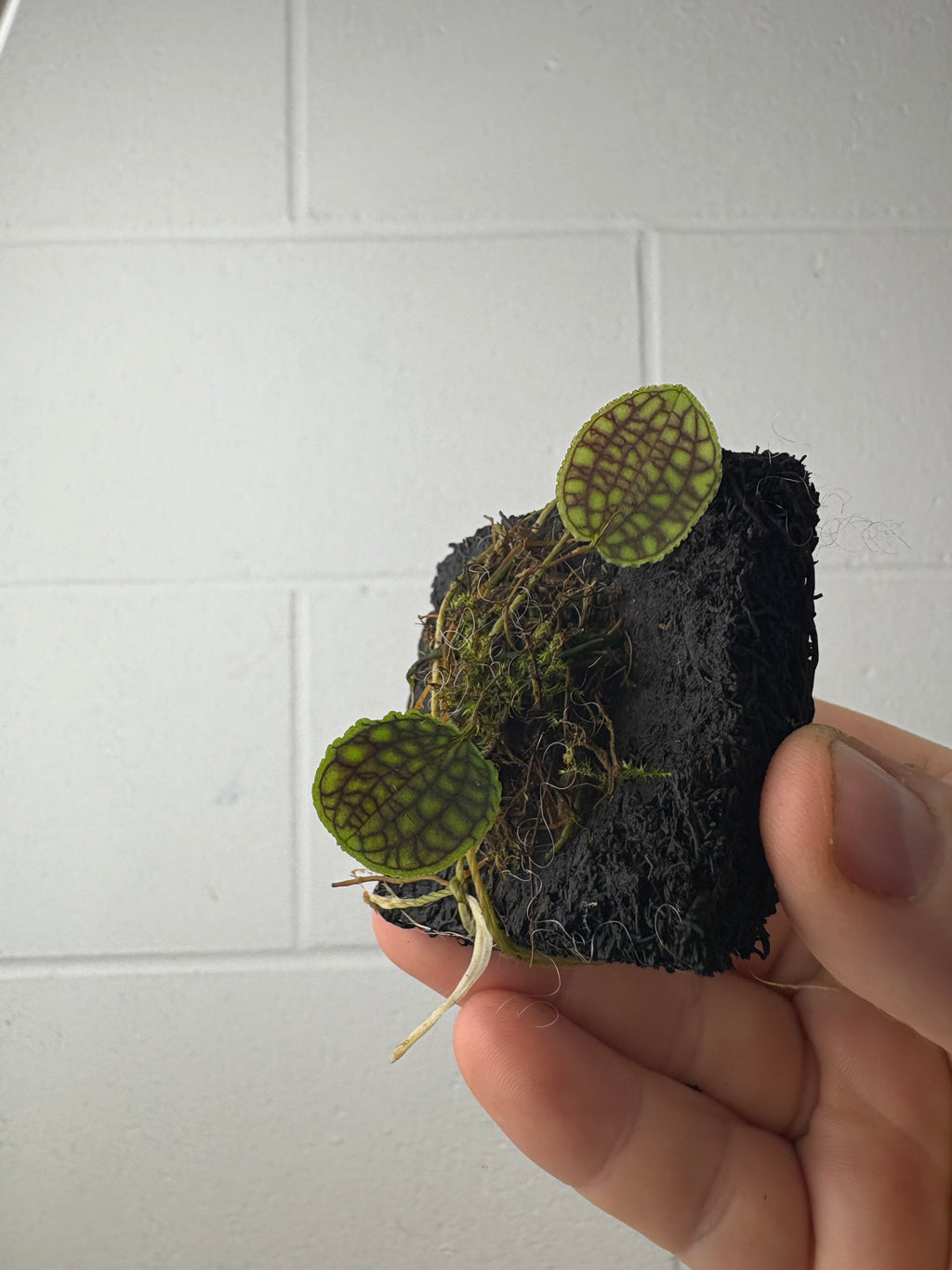 B62-1322- lepanthes tentaculata