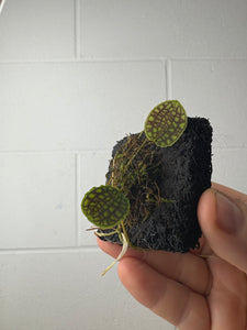 B62-1322- lepanthes tentaculata