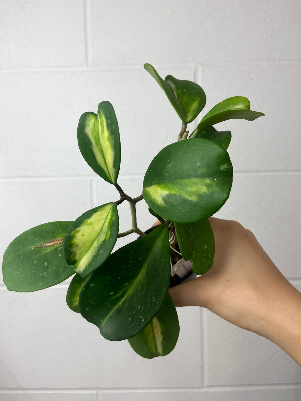 B77-0854-Hoya Obovata variegated