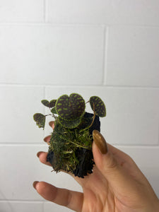 B24-0805-Lepanthes tentaculata