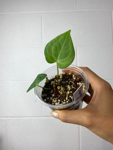 B7-9446- anthurium clarinervium x self