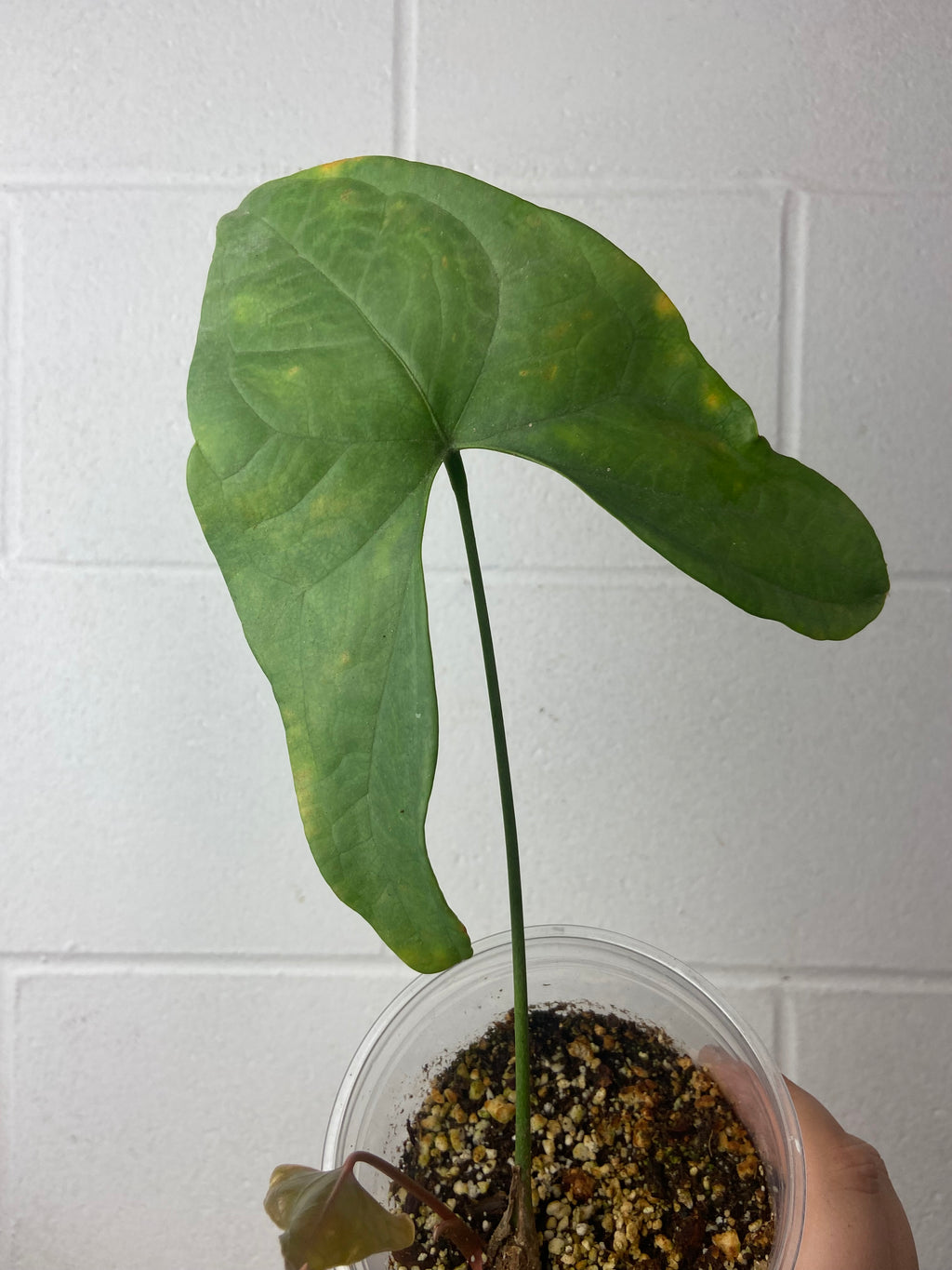 B49-1101- anthurium Diabloense prop