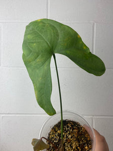 B49-1101- anthurium Diabloense prop